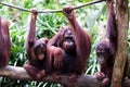 Group of Orang Utan monkey ape family endangered wildlife borneo Indonesia Royalty Free Stock Photo