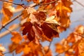 Cluster of Orange Maple Autumn Leaves on Tree branch Royalty Free Stock Photo