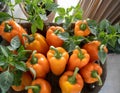 Group of orange bell peppers