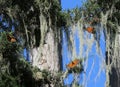 A group of orange and black Monarch butterflies fly through trees against a blue sky. Royalty Free Stock Photo