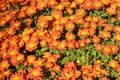 Group of orange chrysanthemum flowers background in sunny day Royalty Free Stock Photo