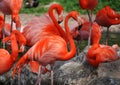 A group of orange colored flamingos Royalty Free Stock Photo