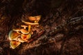 Group of orange false chanterelle mushrooms, latin: Hygrophoropsis aurantiaca family Royalty Free Stock Photo