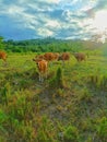 A group of orange female cows in a farmer& x27;s garden are looking at the camera