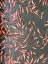 Group of orange fish swim in pond water. natural wild life fancy animal feeding Royalty Free Stock Photo