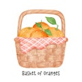 group of orange fruits watercolour in wooden vintage wicker basket, vector cartoon hand painted illustration isolated on white Royalty Free Stock Photo