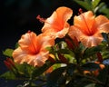 a group of orange hibiscus flowers Royalty Free Stock Photo
