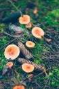 Group of orange milk cap mushrooms in the forest