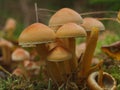 Group of orange muschrooms in forest Royalty Free Stock Photo