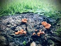 Group of Orange mushroom growing on stub Royalty Free Stock Photo