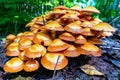 Group of orange mushrooms close-up in the forest. Pholiota mushroom or sheathed woodtuft (kuehneromyces mutabilis Royalty Free Stock Photo