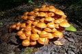 Group of orange mushrooms close-up in the forest. Pholiota mushroom or sheathed woodtuft (kuehneromyces mutabilis Royalty Free Stock Photo