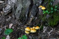 A group of orange mushrooms growing on an old fallen tree trunk. Galerina marginata, known as the Funeral Bell mushroom or deadly