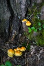 A group of orange mushrooms growing on an old fallen tree trunk. Galerina marginata, known as the Funeral Bell mushroom or deadly
