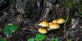 A group of orange mushrooms growing on an old fallen tree trunk. Galerina marginata, known as the Funeral Bell mushroom or deadly Royalty Free Stock Photo