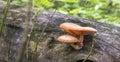 A group of orange mushrooms on the trunk of a fallen tree in a wild forest,Rhodotus palmatus