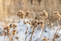 Group of orange prickly fruits of burdock Arctium is on a gray background in winter