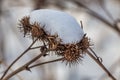 Group of orange prickly fruits of burdock Arctium with snow on the top is on a gray background in winter