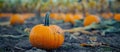 Group of Orange Pumpkins in Field Royalty Free Stock Photo