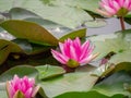 Group of orange-red water lilies Nymphaea Escarboucle in the pond. Aquatic plant in the family Nymphaeaceae. Wallpaper Royalty Free Stock Photo