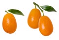 Group of orange ripe kumquat fruit on branch with green leaves isolated on white background Royalty Free Stock Photo