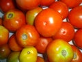 Group of orange tomatoes picture