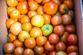 Group of orange tomatoes in paper box Royalty Free Stock Photo