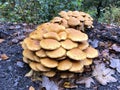 Group orange winter mushrooms.