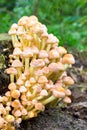 Group orange yellow mushrooms in fall forest