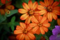 Group of Orange Zinnia Royalty Free Stock Photo