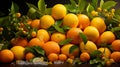 A group of oranges and lemons with leaves