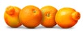 Group of oranges and mandarins isolated on white background Royalty Free Stock Photo