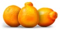 Group of oranges and mandarins isolated on white Royalty Free Stock Photo