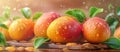 Group of Oranges on Wooden Table Royalty Free Stock Photo