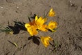 Group of orangey yellow flowers of crocuses Royalty Free Stock Photo