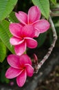 Group of Orchid Tree Flowers Royalty Free Stock Photo