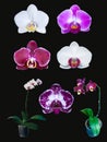 Group of orchids isolated