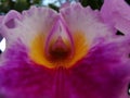 Group of orchids with nature in the background on a tropical weather in venezuela