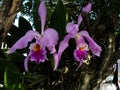 Group of orchids with nature in the background on a tropical weather in venezuela