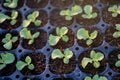 Group organic fresh vegetable seeding are growing from soil on nursery tray, cultivation and produce sapling hydroponic farm