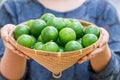 Group of organic lime on tree Royalty Free Stock Photo