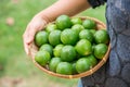 Group of organic lime on tree Royalty Free Stock Photo