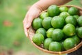 Group of organic lime on tree Royalty Free Stock Photo