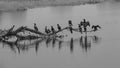 A group of oriental darter birds also called Indian darter siting in a tree branch