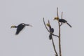 Group of Oriental pied hornbill(Anthracoce ros albirostris)