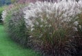 A group of ornamental grass Royalty Free Stock Photo