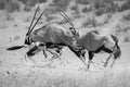 Group of Oryx fight for dominance in the hot Kalahari sun artist Royalty Free Stock Photo