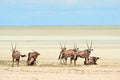 Group of oryx gazelle Royalty Free Stock Photo
