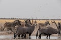 Group of oryx or gemsbok, Burchells Zebra and springbok at a waterhole in Etosha National Park, Namibia Royalty Free Stock Photo