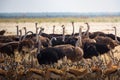 Group of ostriches and antelopes at a waterhole in Etosha National Park, Namibia